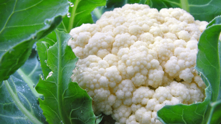Цветная капуста