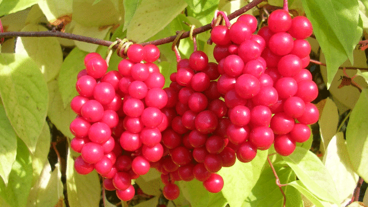 Лимонник Китайский